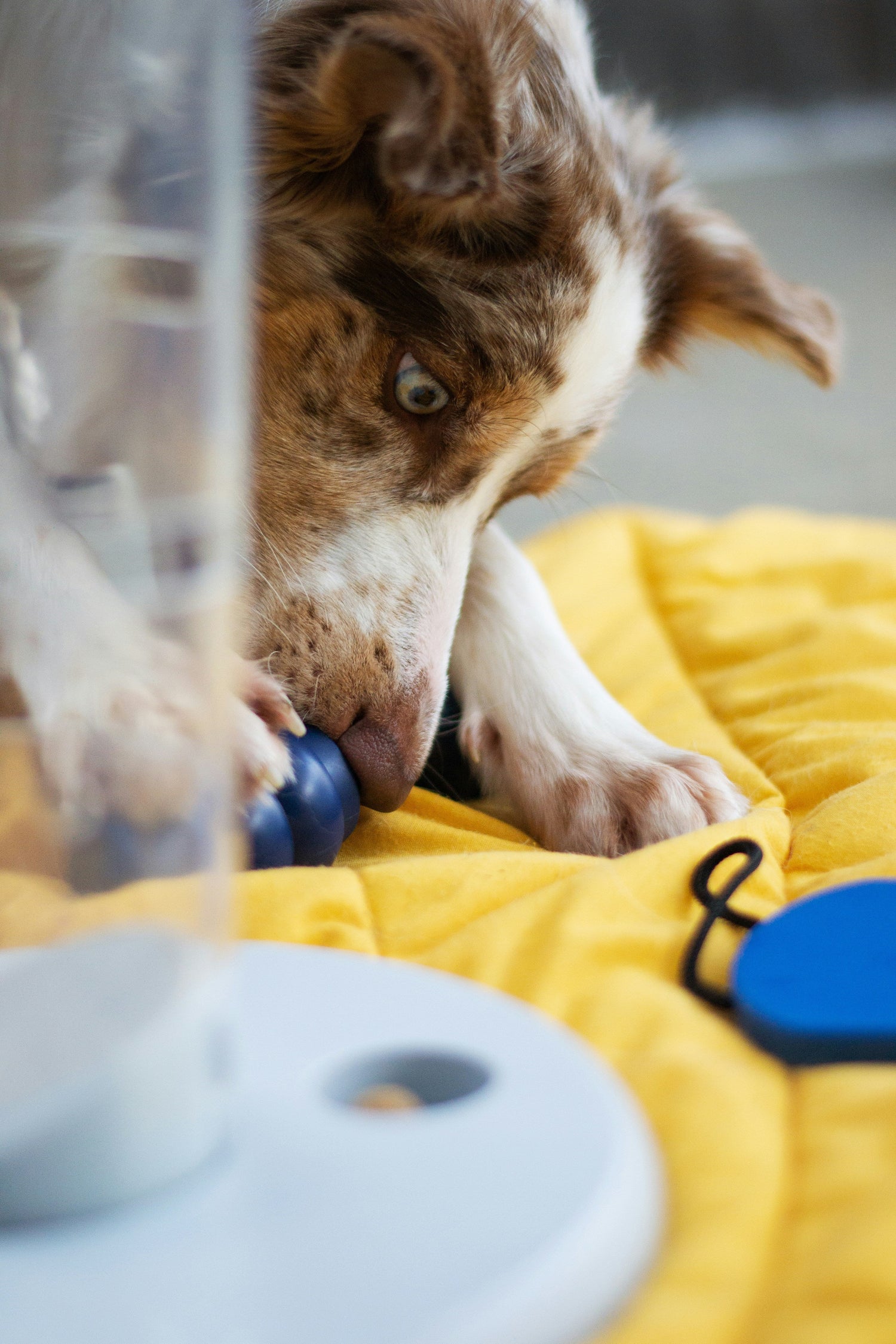 Dog Enrichment ⭐⭐⭐⭐⭐